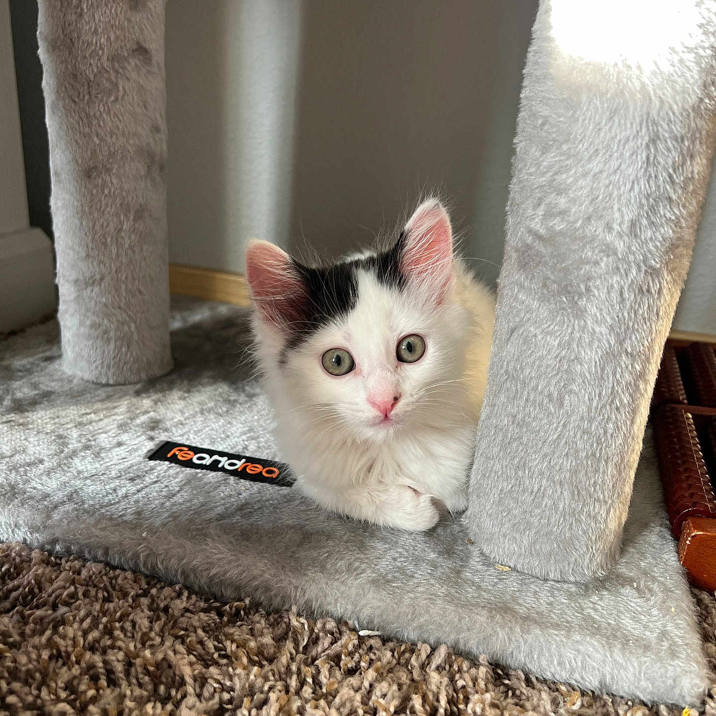 Glory is registered to the contest to win money with this photo: animal, black_patches, carpet, cat, cat_tree, cozy, curious, cute, ears, fluffy, fur, home, indoor, kitten, paws, pet, small, whiskers, white, young