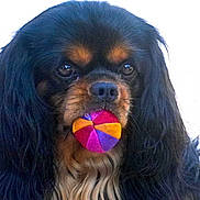 Hugo a rejoint le concours — aidez-le/la à gagner de superbes lots !