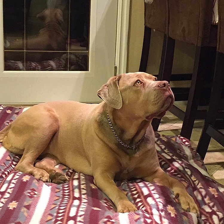 Xena joined the competition — help win amazing prizes!