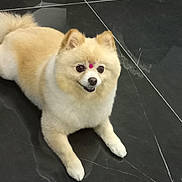 Daisy a rejoint le concours — aidez-le/la à gagner de superbes lots ! dog, pomeranian, fluffy, cream_color, white_paws, happy_expression, pink_decoration, indoor, black_tiled_floor, pet, animal, cute, small_dog, lying_down, fur, ears, eyes, nose, mouth, tail