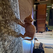 Honey joined the competition — help win amazing prizes! cabinet, carpet, cat, chair, cozy, curious, domestic, floor, furniture, home, indoor, kitten, living_room, natural_light, orange_cat, pet, small_animal, toy, window, wooden_floor
