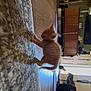 cabinet, carpet, cat, chair, cozy, curious, domestic, floor, furniture, home, indoor, kitten, living_room, natural_light, orange_cat, pet, small_animal, toy, window, wooden_floor