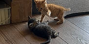 Honey is registered to the contest to win money with this photo: animal_interaction, cardboard_box, cat, cute, domestic, door, feline, flooring, furry, gray_cat, household, indoor, kitten, orange_cat, pet, playful, small, two_animals, wooden_floor, young_animal