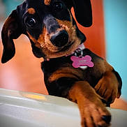 Scout is registered to the contest to win money with this photo: dog, puppy, dachshund, pet, animal, black_and_tan, collar, tag, pink, cute, curious, portrait, indoor, close_up, paw, fur, ears, whiskers, expression, blurred_background