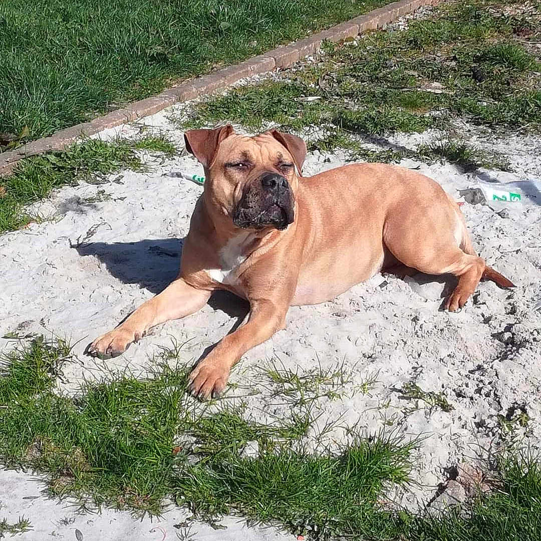 Orka