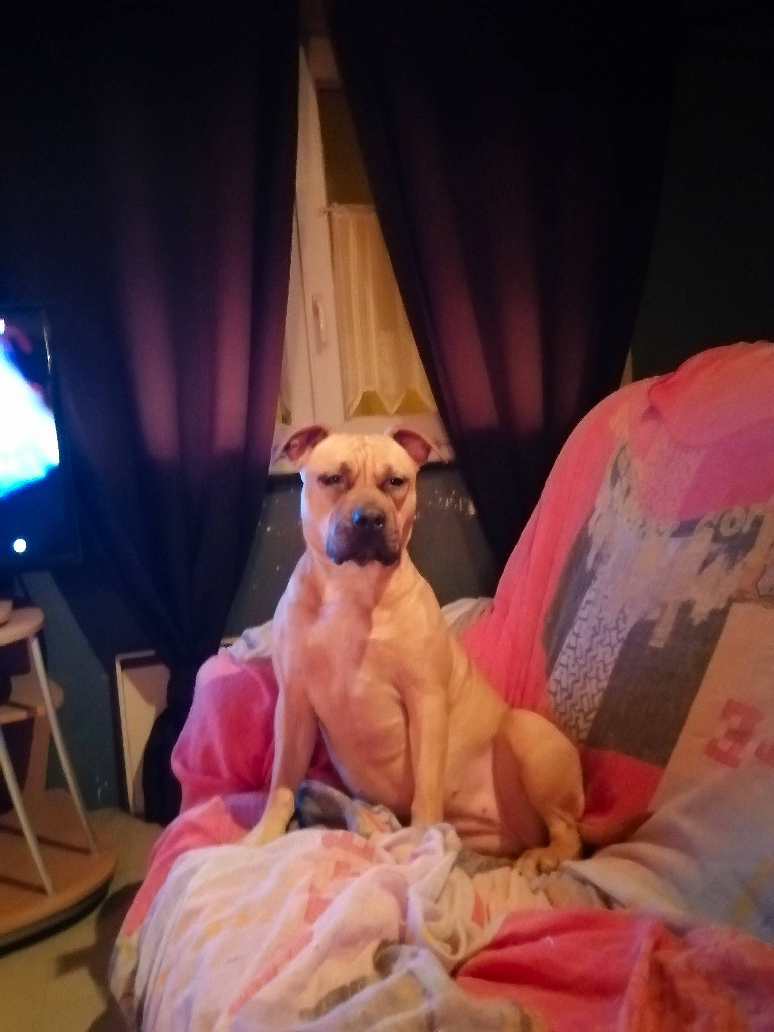 Orka a rejoint le concours — aidez-le/la à gagner de superbes lots ! black_mouth_cur, boxer, bullmastiff, canidae, carnivore, companion_dog, dog, dog_breed, fawn, mammal, non_sporting_group, snout