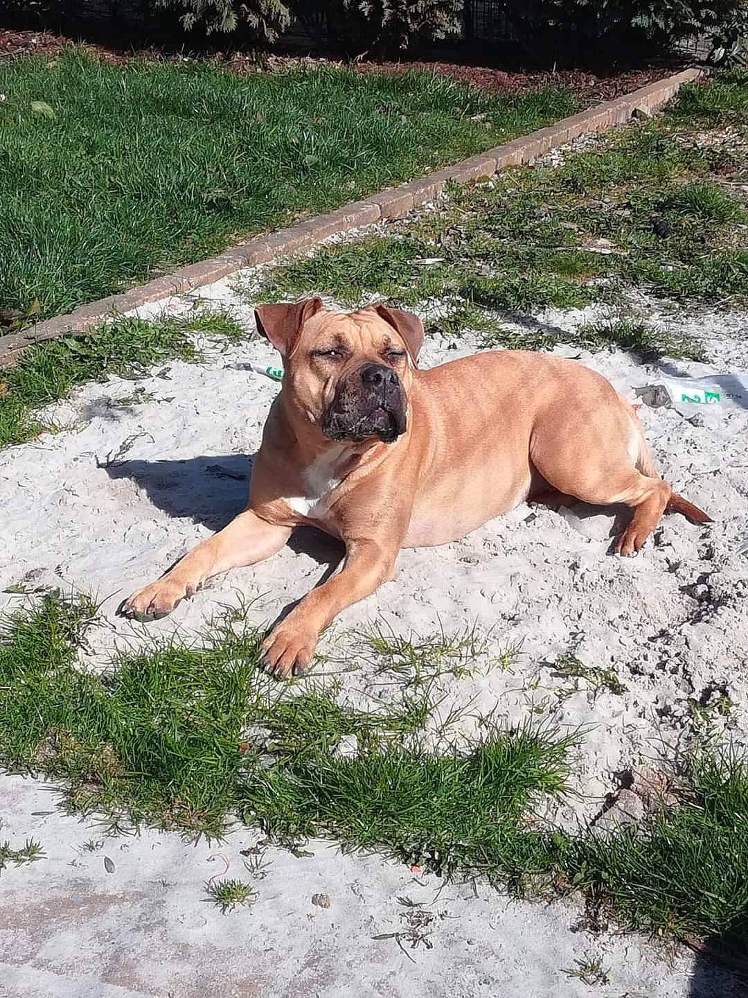 Orka participe au concours pour gagner de l'argent avec cette photo : black_mouth_cur, boerboel, boxer, bullmastiff, canidae, carnivore, dog, dog_breed, fawn, mammal, perro_de_presa_canario, perro_de_presa_mallorquin, rare_breed_dog, tosa, vertebrate, working_dog