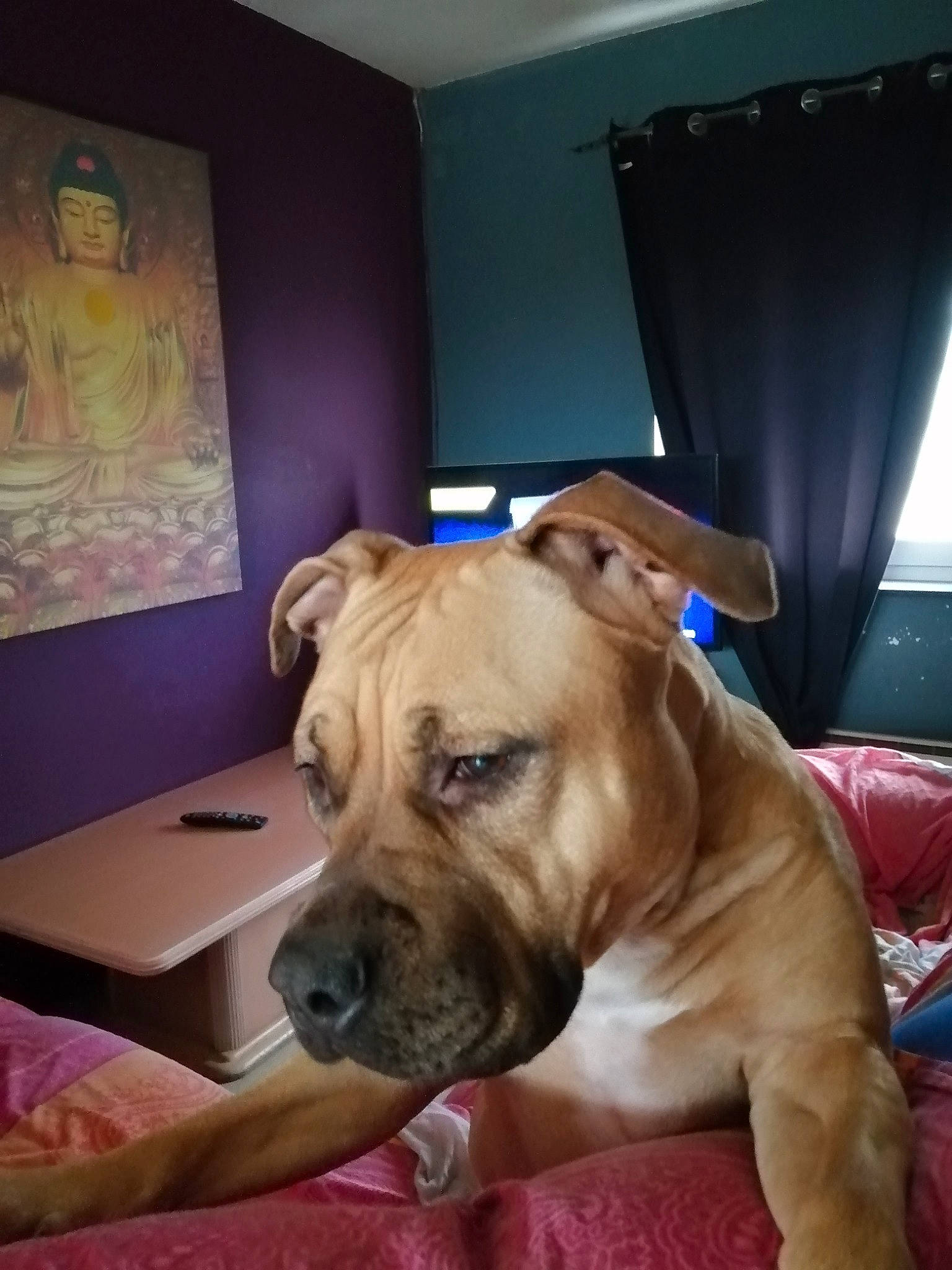 Orka participe au concours pour gagner de l'argent avec cette photo : american_pit_bull_terrier, boerboel, bulldog, bullmastiff, canidae, carnivore, companion_dog, dog, dog_breed, fawn, mammal, molosser, non_sporting_group, perro_de_presa_mallorquin, pit_bull, rare_breed_dog, skin, snout, vertebrate, wrinkle