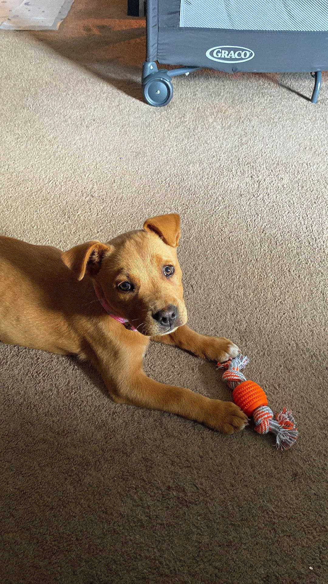 Grace joined the competition — help win amazing prizes! asphalt, carnivore, collar, companion_dog, dog, dog_breed, dog_supply, fawn, flooring, human_leg, paw, pet_supply, road_surface, snout, sporting_group, tail, toy_dog, vehicle_door, wood, working_animal