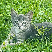 Lily joined the competition — help win amazing prizes! cat, kitten, gray_tabby, grass, greenery, outdoor, animal, pet, nature, feline, whiskers, ears, eyes, relaxing, lying_down, wildlife, young_animal, flora, close_up, daylight
