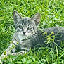 cat, kitten, gray_tabby, grass, greenery, outdoor, animal, pet, nature, feline, whiskers, ears, eyes, relaxing, lying_down, wildlife, young_animal, flora, close_up, daylight
