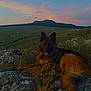 dog, german_shepherd, rock, grass, sunset, mountain, nature, outdoor, animal, landscape, sky, hill, field, canine, fur, wildlife, peaceful, scenery, relaxing, sunlight