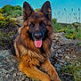 dog, german_shepherd, animal, outdoor, nature, grass, rocks, tongue_out, fur, pet, mammal, wildflowers, blue_sky, canine, resting, ears, portrait, closeup, landscape, playful