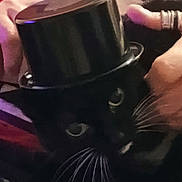 Ginny Weasley joined the competition — help win amazing prizes! cat, black_cat, whiskers, top_hat, hand, rings, pet, portrait, close_up, indoor, cozy, cute, animal, feline, domestic_cat, black_fur, white_whiskers, accessory, holding, colorful_background