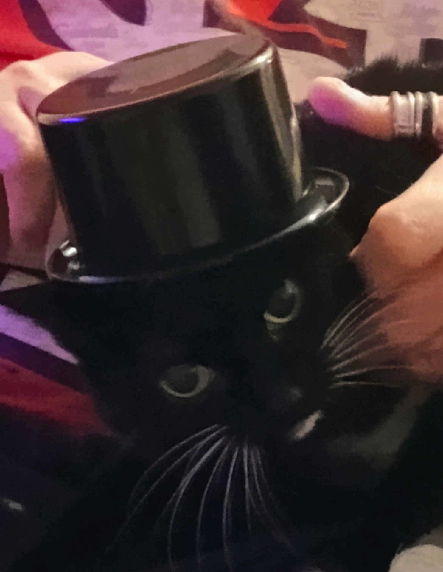 Ginny Weasley joined the competition — help win amazing prizes! cat, black_cat, whiskers, top_hat, hand, rings, pet, portrait, close_up, indoor, cozy, cute, animal, feline, domestic_cat, black_fur, white_whiskers, accessory, holding, colorful_background
