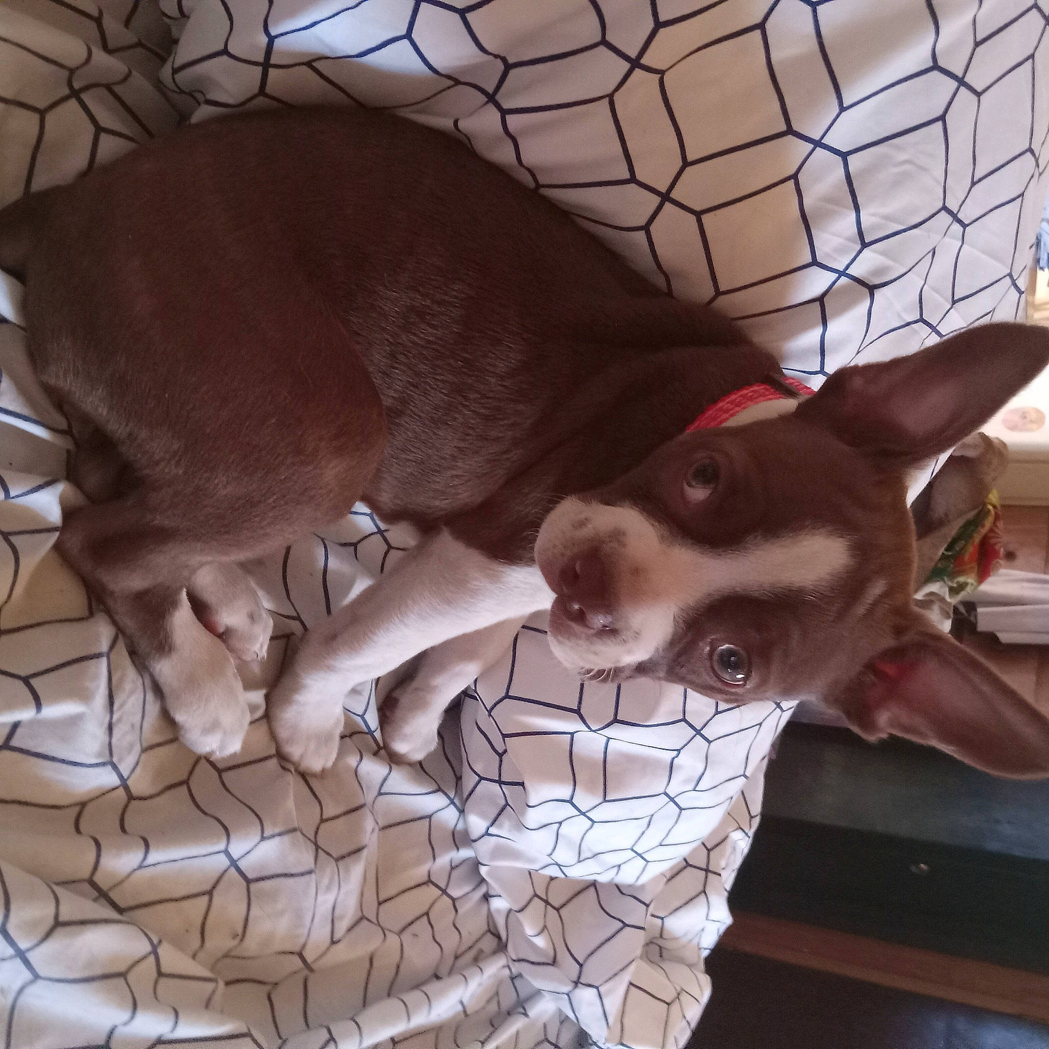 Crowley is registered to the contest to win money with this photo: canidae, carnivore, comfort, companion_dog, dog, dog_breed, ear, fawn, flooring, fur, human_leg, pattern, pet_supply, snapshot, snout, sporting_group, tail, toy_dog, whiskers, working_animal