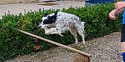 Bella participe au concours pour gagner de l'argent avec cette photo : dog, jumping, outdoor, courtyard, brick_wall, stone_wall, greenery, hedge, wooden_hurdle, gravel_ground, person, blue_clothing, shorts, playful, pet, active, daylight, garden, leash, fun