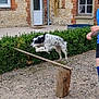 dog, jumping, outdoor, courtyard, brick_wall, stone_wall, greenery, hedge, wooden_hurdle, gravel_ground, person, blue_clothing, shorts, playful, pet, active, daylight, garden, leash, fun