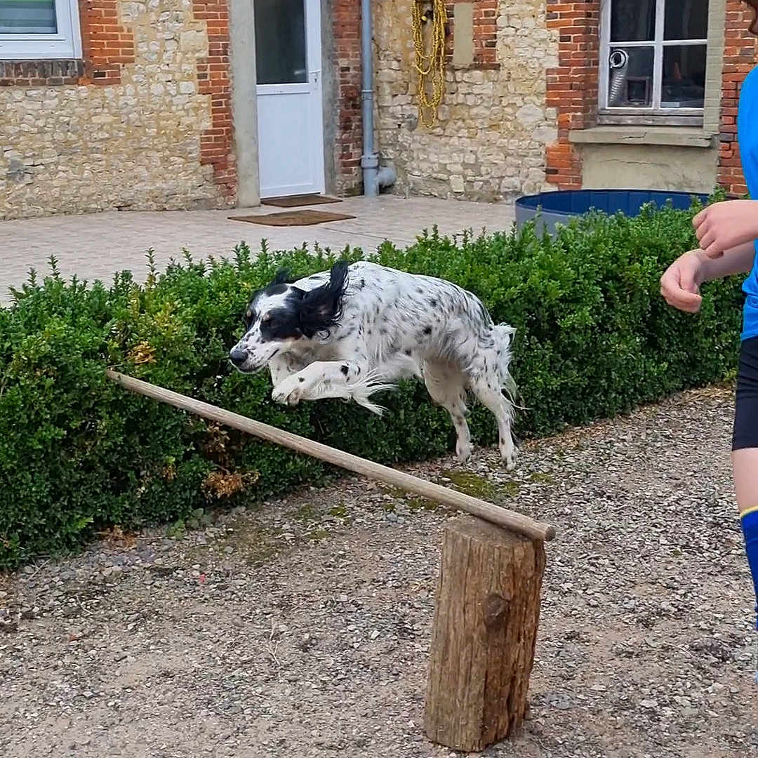 Bella participe au concours pour gagner de l'argent avec cette photo : active, blue_clothing, brick_wall, courtyard, daylight, dog, fun, garden, gravel_ground, greenery, hedge, jumping, leash, outdoor, person, pet, playful, shorts, stone_wall, wooden_hurdle