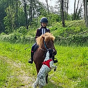 Bella a rejoint le concours — aidez-le/la à gagner de superbes lots ! child, helmet, horse, dog, red_harness, grass, trees, outdoor, nature, path, animal, greenery, riding, pet, playful, sunlight, young_rider, canine, equine, forest
