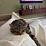 Bali participe au concours pour gagner de l'argent avec cette photo : cat, tabby_cat, sleeping, blanket, white_blanket, living_room, sofa, television, modern_interior, relaxed, pet, cozy, feline, domestic_animal, resting, indoor, home, comfortable, cute, animal