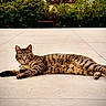 Bali a rejoint le concours — aidez-le/la à gagner de superbes lots ! cat, tabby_cat, animal, feline, pet, outdoor, sunlight, relaxing, concrete, nature, greenery, tree, bush, sky, cloud, resting, looking, mammal, whiskers, ears