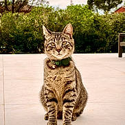 Bali a rejoint le concours — aidez-le/la à gagner de superbes lots ! cat, tabby_cat, pet, animal, collar, outdoor, greenery, bushes, tree, sky, clouds, tile_floor, sitting, looking_at_camera, domestic_cat, whiskers, ears, paws, nature, quiet