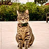 cat, tabby_cat, pet, animal, collar, outdoor, greenery, bushes, tree, sky, clouds, tile_floor, sitting, looking_at_camera, domestic_cat, whiskers, ears, paws, nature, quiet