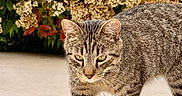 Bali a rejoint le concours — aidez-le/la à gagner de superbes lots ! cat, tabby, animal, pet, walking, outdoor, plants, flowers, shrub, tile_floor, fur, whiskers, nature, closeup, mammal, eyes, paws, sunlight, greenery, background