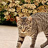 cat, tabby, animal, pet, walking, outdoor, plants, flowers, shrub, tile_floor, fur, whiskers, nature, closeup, mammal, eyes, paws, sunlight, greenery, background