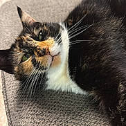 Colores joined the competition — help win amazing prizes! animal, calico_cat, cat, close_up, couch, cozy, domestic, fur, furniture, green_eyes, home, indoor, laying_down, mammal, pet, portrait, relaxed, resting, texture, whiskers