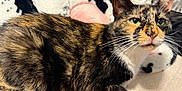 Colores joined the competition — help win amazing prizes! animal, bed, cat, closeup, cow_pattern, cozy, cute, domestic, feline, fur, fur_texture, green_eyes, indoor, paw, pet, relaxed, resting, soft_blanket, tortoiseshell_cat, whiskers