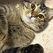 George joined the competition — help win amazing prizes! cat, tabby, paw, fur, yellow_eyes, whiskers, collar, pet, animal, close_up, lying_down, cute, indoor, soft_surface, curious, feline, mammal, domestic, relaxed, portrait