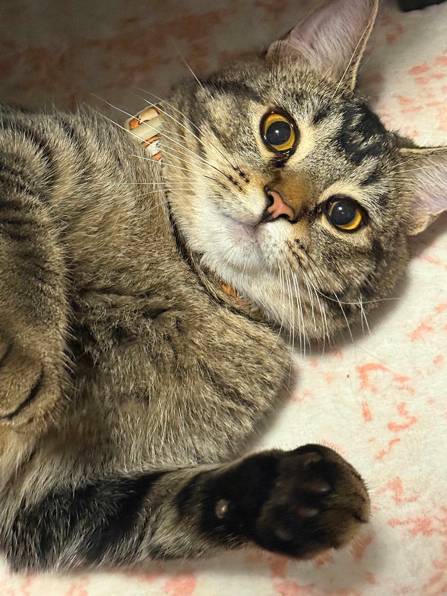 George joined the competition — help win amazing prizes! cat, tabby, paw, fur, yellow_eyes, whiskers, collar, pet, animal, close_up, lying_down, cute, indoor, soft_surface, curious, feline, mammal, domestic, relaxed, portrait