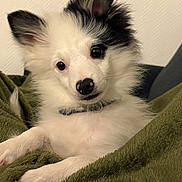 Aïko a rejoint le concours — aidez-le/la à gagner de superbes lots ! puppy, dog, pet, fluffy, white, black, ears, blanket, green, fur, cute, animal, indoor, cozy, collar, portrait, face, eyes, nose, relaxed