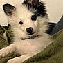 puppy, dog, pet, fluffy, white, black, ears, blanket, green, fur, cute, animal, indoor, cozy, collar, portrait, face, eyes, nose, relaxed