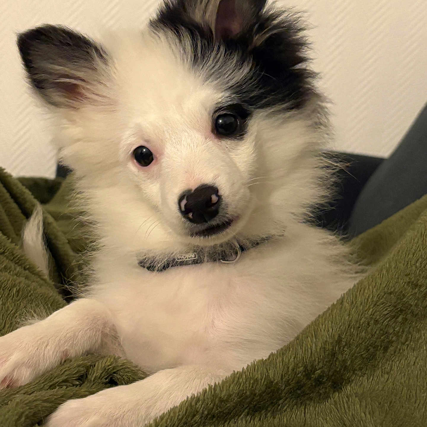 Aïko a rejoint le concours — aidez-le/la à gagner de superbes lots ! animal, black, blanket, collar, cozy, cute, dog, ears, eyes, face, fluffy, fur, green, indoor, nose, pet, portrait, puppy, relaxed, white