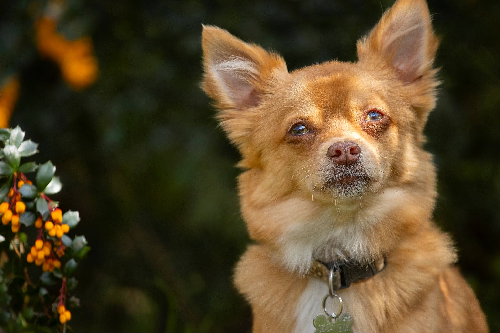 Obi-wan Kenobi joined the competition — help win amazing prizes! canidae, carnivore, companion_dog, dog, dog_breed, fawn, flower, fur, german_spitz, grass, herbaceous_plant, petal, plant, russkiy_toy, snout, sporting_group, toy_dog, whiskers, wildlife, working_animal