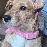 Maya participe au concours pour gagner de l'argent avec cette photo : dog, closeup, pet, collar, pink_collar, fur, indoor, animal, mammal, canine, ears, snout, whiskers, cute, portrait, looking_away, attention, domestic_animal, companion, friendly
