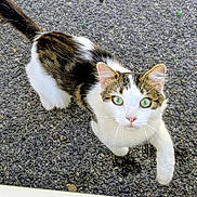 Bebe participe au concours pour gagner de l'argent avec cette photo : cat, green_eyes, paw, asphalt, curious, outdoor, animal, pet, white, brown, tabby, fur, whiskers, cute, closeup, looking_up, mammal, small, friendly, alert