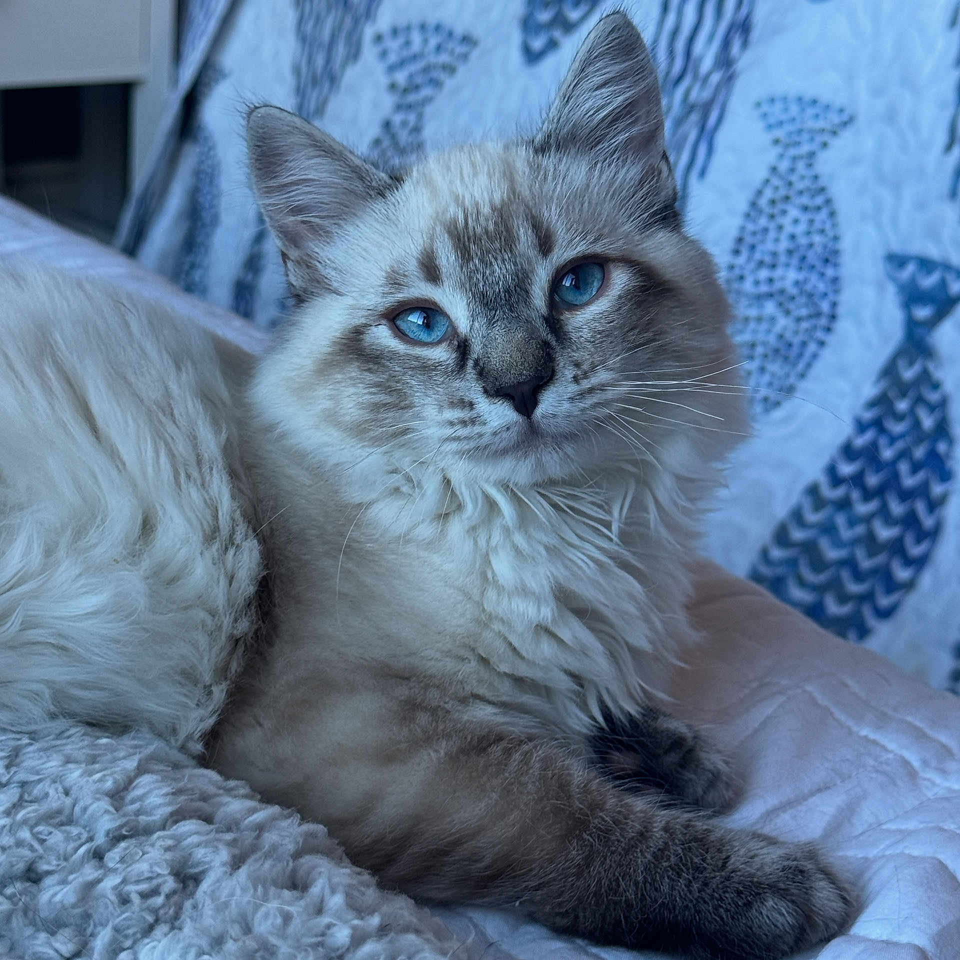 Bear joined the competition — help win amazing prizes! cat, blue_eyes, fluffy, fur, pet, animal, indoor, blanket, texture, relaxed, cute, whiskers, portrait, closeup, feline, paws, resting, domestic_cat, soft, bed