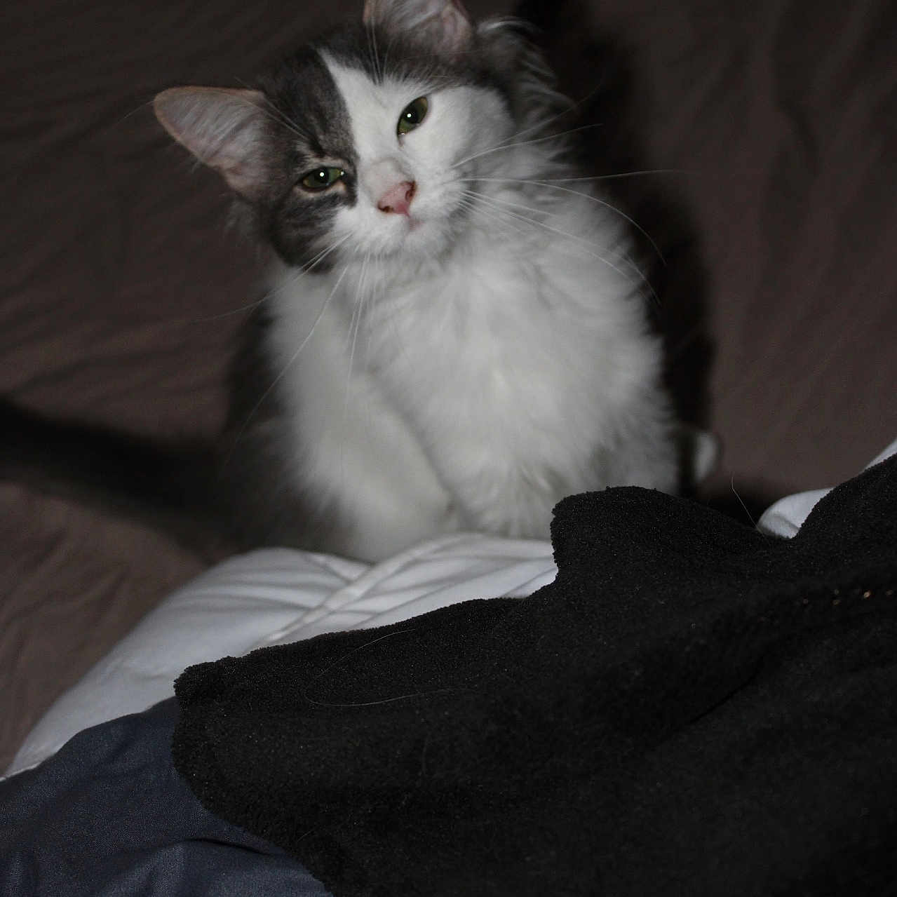 Perle participe au concours pour gagner de l'argent avec cette photo : animal, bed, blanket, cat, cozy, curious, cute, domestic, ears, feline, fur, gray, indoor, looking, pet, portrait, sitting, soft, whiskers, white