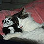 cat, sleeping, stuffed_toy, panda, pink_blanket, cozy, fur, pet, cute, domestic_animal, resting, animal, closeup, whiskers, soft, indoor, adorable, relaxed, snuggling, comfort