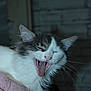 cat, animal, pet, yawning, white, gray, fur, indoor, blanket, cozy, cute, whiskers, face, mouth, tongue, teeth, paw, expression, closeup, feline