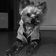 Diamond participe au concours pour gagner de l'argent avec cette photo : animal, black_and_white, canine, companion, curious, cute, dog, domestic, ears_up, floor, fur, hoodie, household, indoor, kitchen, looking_at_camera, lying_down, pet_clothing, portrait, small_dog