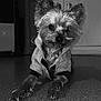 animal, black_and_white, canine, companion, curious, cute, dog, domestic, ears_up, floor, fur, hoodie, household, indoor, kitchen, looking_at_camera, lying_down, pet_clothing, portrait, small_dog