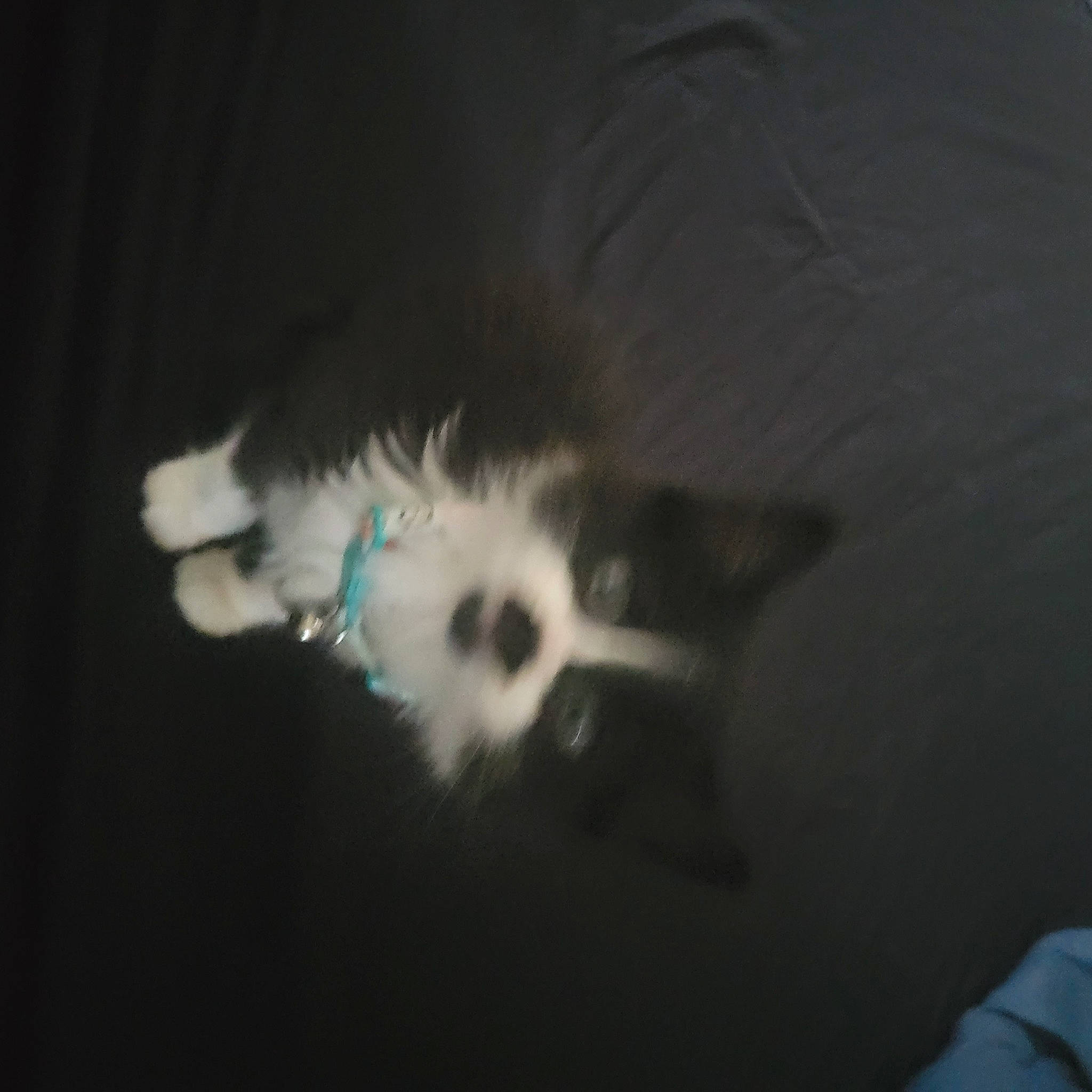 Mario joined the competition — help win amazing prizes! art, canidae, carnivore, companion_dog, darkness, dog, dog_breed, ear, electric_blue, felidae, fur, non_sporting_group, paw, small_to_medium_sized_cats, sporting_group, tail, toy_dog, whiskers