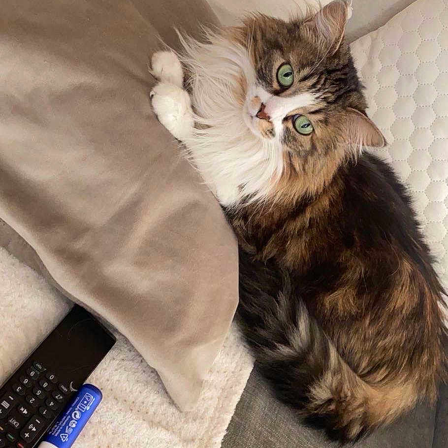 Iris participe au concours pour gagner de l'argent avec cette photo : animal, bed, bedroom, blanket, cat, computer, couch, cushion, electronics, furniture, homedecor, indoors, kitten, laptop, linen, person, pet, pillow, room, sleeping