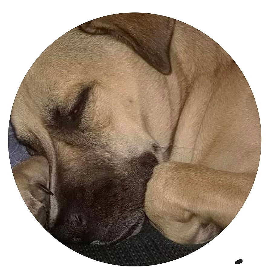 Reilly joined the competition — help win amazing prizes! art, circle, illustration, jaw, monochrome_photography, painting, snout, sporting_group, visual_arts, working_animal, wrinkle