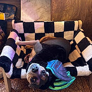 Tipsy joined the competition — help win amazing prizes! animal, black_and_white, checkered_pattern, costume, couch, cozy, cute, dog, dragon_wings, expression, floor, fur, indoor, looking_at_camera, pet, playful, relaxed, small_furniture, upside_down, wooden_wall